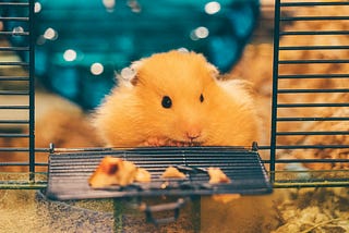 Back in the day, (when I was a hamster).