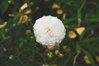 An image of a beautiful white flower surrounded by green leaves and buds.