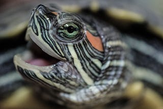 Mock Turtle: Dynamic JSON Generator