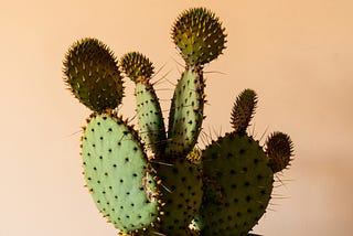 Spiky green cactus with five flat, round arms in front of a peach background.