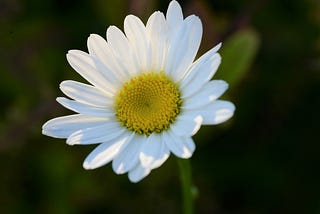 Your Proactive Caregiver Advocate: Dr. Cynthia Speaks!