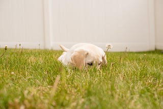 Pawsitive Potty Training