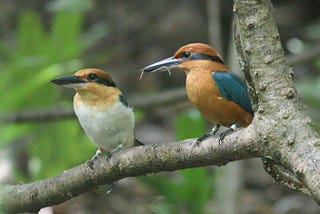 Extinct-In-The-Wild Bird Species Is Breeding On A New Island Home