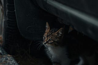 This cat had had enough