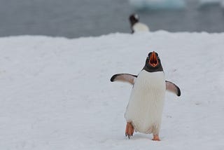 Handsome Man Disguises Self as Penguin