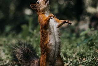 squirrel looking startled represents my ADHD
