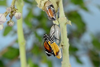 A butterfly crawls out of their cocoon, hanging from a flower stem.