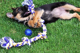 4 Best Food For German Shepherd Dog