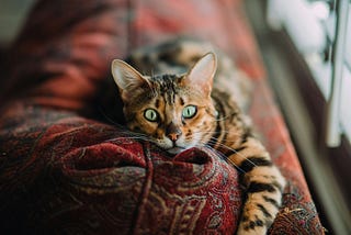 A cat with big green eyes looks into the camera very attentively.