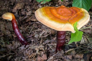 Red reishi organic