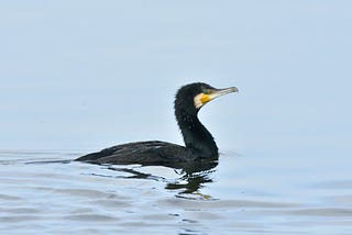 cormorant