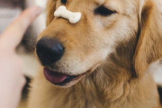 Dog with Special Diet: A Guide to Health and Wellbeing