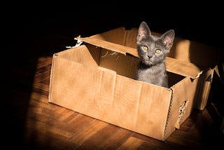 This is the cover image for the article from unsplash — shows a cute cat in a cardboard box