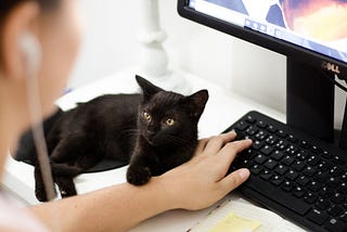 An adorable black kitten sits on a desk while his owner uses a computer keyboard.