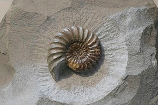 A nautilus fossil carefully carved out of the surrounding rock.