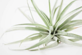 Hardy Air Plants Grow High and Dry