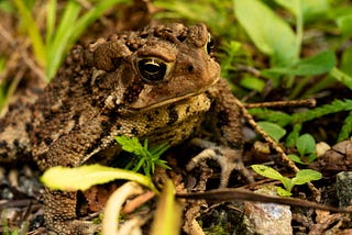 Poem: Toad In A Hole