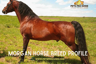 Morgan Horse Breed Profile — Facts and Personality Traits