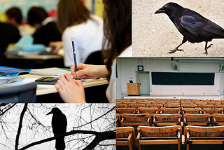 A collage of four images: a blackbird walking on sand, an empty large lecture hall, a raven sitting on a tree branch, and a student taking notes in a classroom.