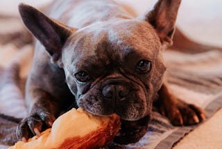 Alimentação bioapropriada para cães