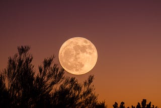 A full moon over reaching evergreen branches against a soft reddish sky.