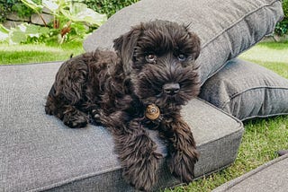 Planning for Alfie, the Miniature Schnauzer