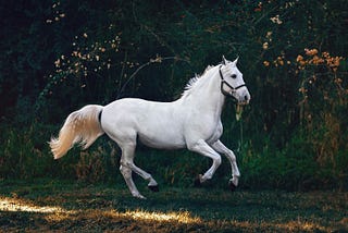 Why Are Injured Horses Euthanized?