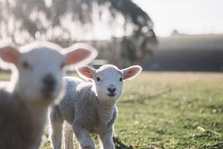 New Zealand is becoming a failed country!