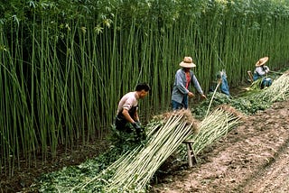 China Launches Industrial Hemp Market at 0.3% THC to Produce CBD for Health and Wellbeing