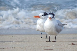How lesbian seagulls changed the gay rights movement?