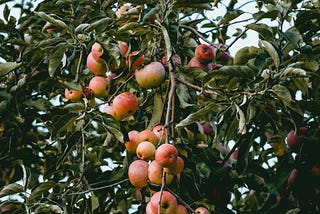 Gathering Apples