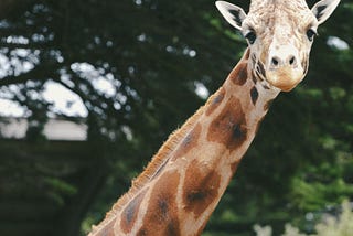 Giraffes have less neck pain than people.