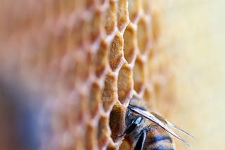 Coding for Conservation: How Game Design Can Save the Bees