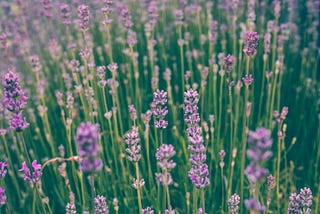 Lovely lavender field