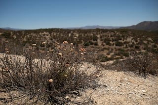 Shrubland Vegetation - Western Riverside - California