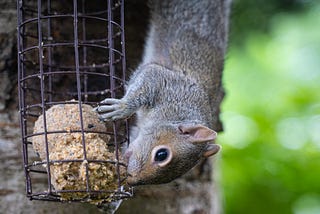 Squirrel on bird feeder. What do you want from me as a reader?