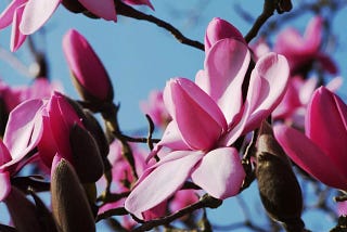 Waiting for the colour of spring