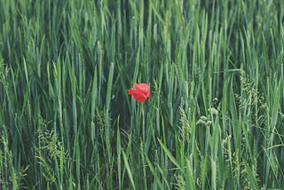 A field of long grass with a single red poppy in the middle of the photo.