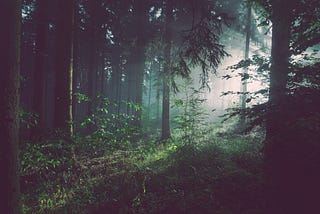 A dark, secluded forest with light entering from the right.