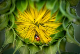 The Humility of The Actor, The Sunflower, and The Ladybug