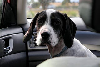 5 Signs Your Dog Shows When He’s Feeling Scared