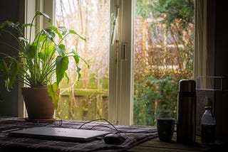 Indoor pot plant in a work desk with laptop and accessories