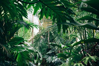 Lush jungle foliage.