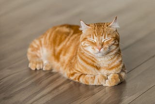 Purr-fecting Patience: A Feline’s Guide to Mindfulness