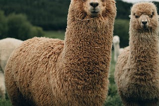 Exploring LLaMA 2: An Open Source Language Model