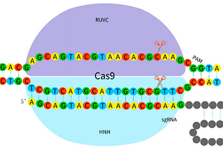 CRISPR and the Microbiome: Editing Our Way to Better Health