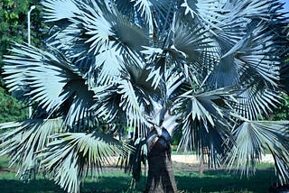 a tree that looks like feathers.