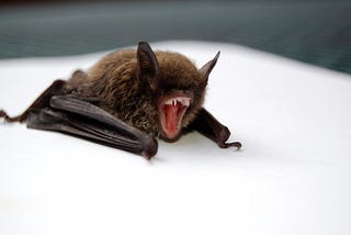 Bats scare the hell out of me