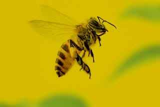 Picture of a bee flying over a yellow flower
