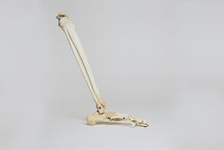 Leg bones
